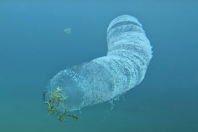živali potapljač morje ocean morsko bitje