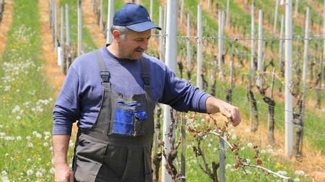 vinograd grozdje vino kmet kmetijstvo