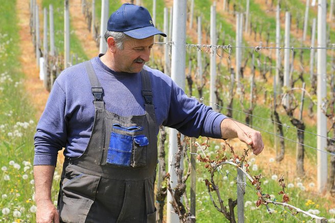 vinograd grozdje vino kmet kmetijstvo