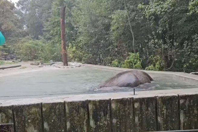 živali ZOO Ljubljana slonica Ganga slon vreme bazen