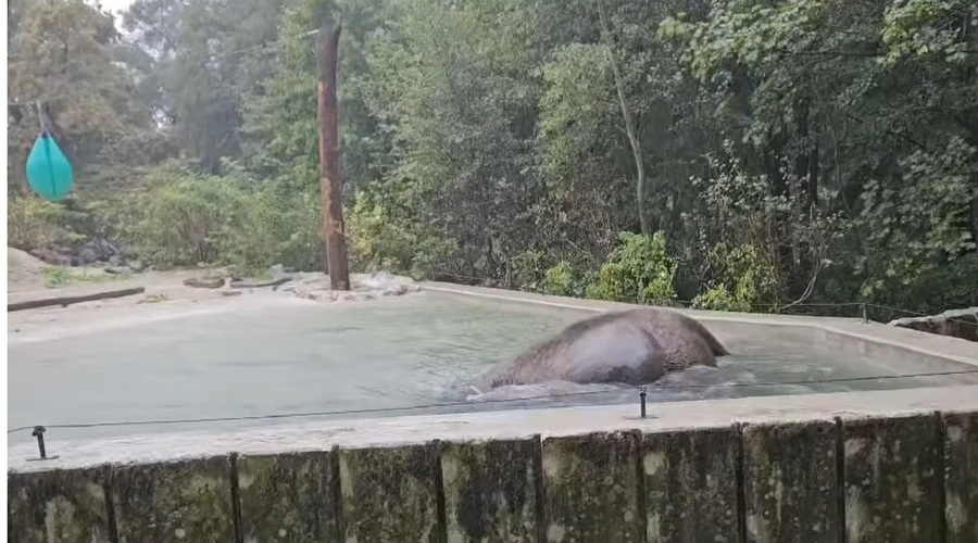 Poglejte, kako dež 'prenaša' slonica Ganga iz ZOO Ljubljana (VIDEO) (foto: ZOO Ljubljana/Facebook/posnetek zaslona)