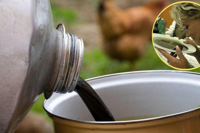 bucno olje pridelava degustacija