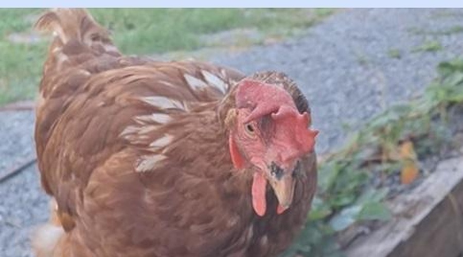 Jutranji pogovor ob kavi med kokoško in njeno lastnico vam bo polepšal dan (VIDEO) (foto: Društvo za zaščito konj / Facebook)