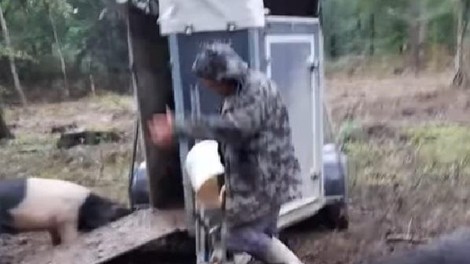 živali državni gozdovi Prekmurje krškopoljec prašiči