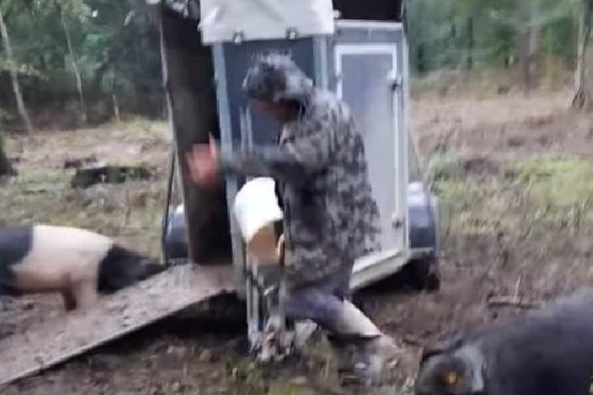 živali državni gozdovi Prekmurje krškopoljec prašiči