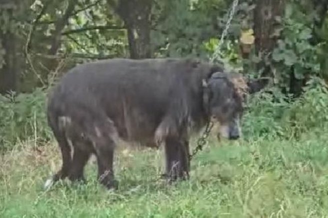 živali pes psička mučenje inšpektor trpljenje