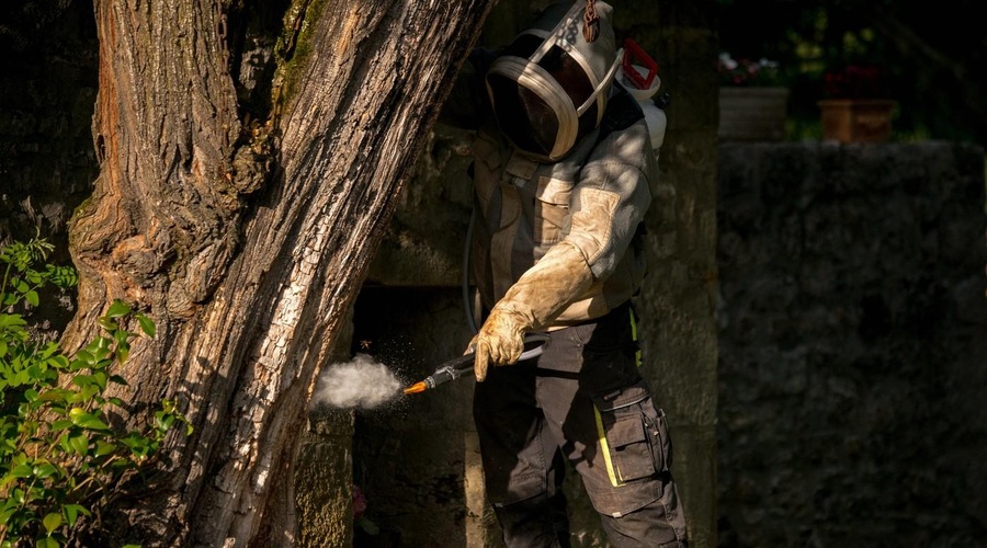 Odstranjevanje gnezda azijskih sršenov. (foto: Profimedia)