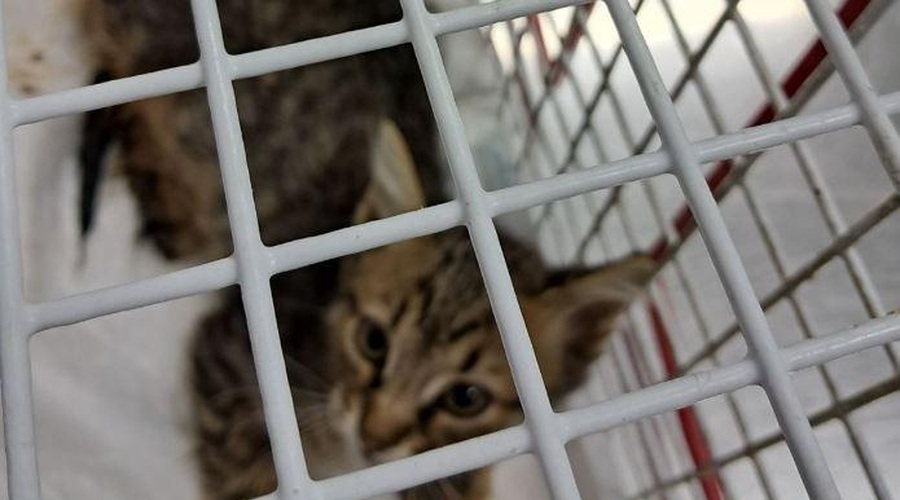 Tragična usoda mačjega mladička v Izoli: otroci so ga do smrti pretepli po avtomobilski nesreči (foto: Facebook/Nadja Kananović/posnetek zaslona)