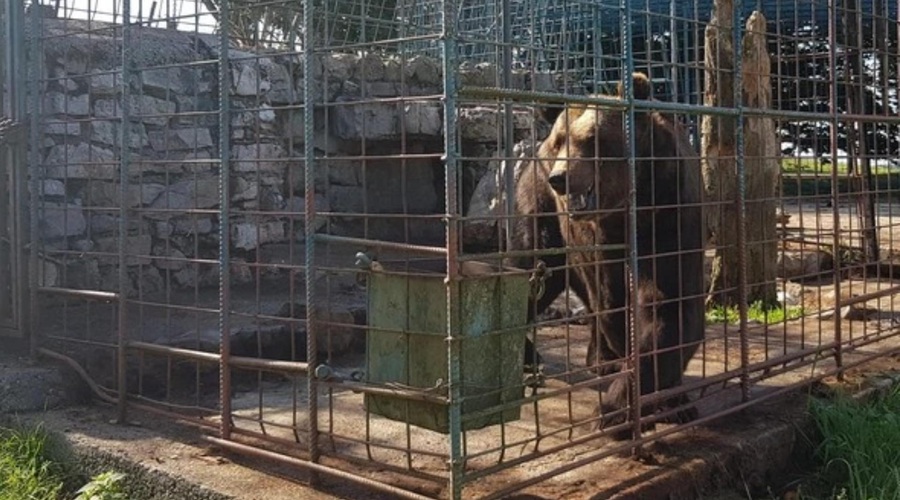 Usmrtili so medveda Mitka, za katerim žaluje tudi Tina Gaber. "Veterinar je lastnoročno poskrbel za tragičen izid" (foto: Društvu za dobrobit živali Anima)