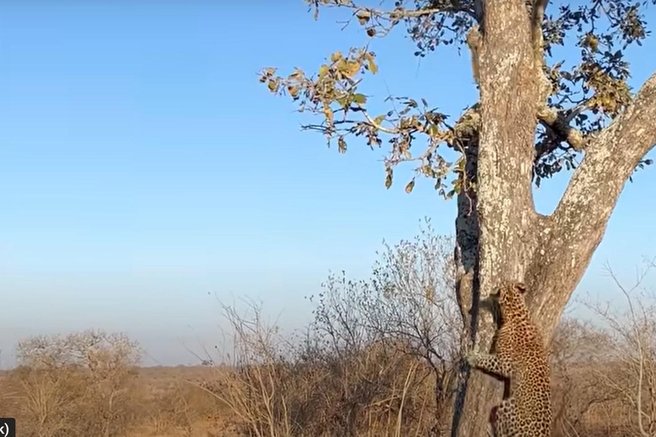 veverica leopard igra drevo plezanje
