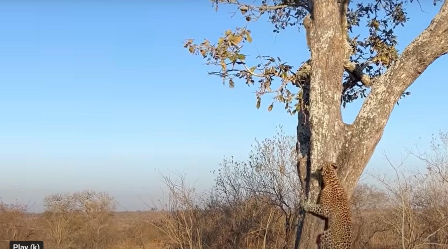 Posnetek, ki je postal spletna senzacija: kako se veverička poigra z leopardom (foto: Youtube/posnetek zaslona)