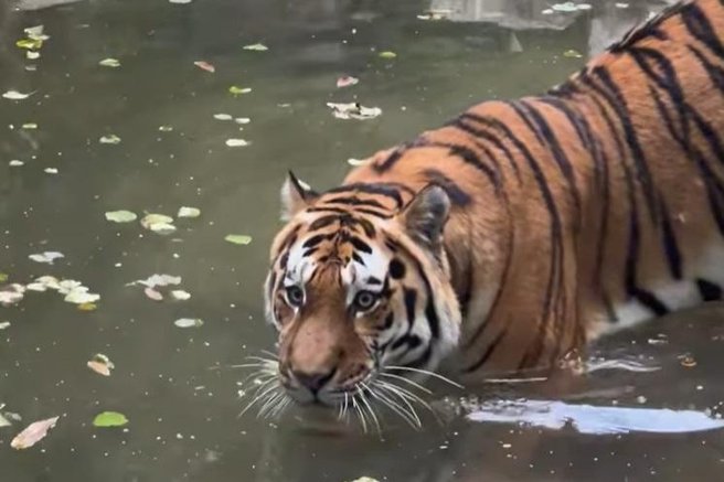 ZOO Ljubljana sibirski tiger nove živali živalski vrt