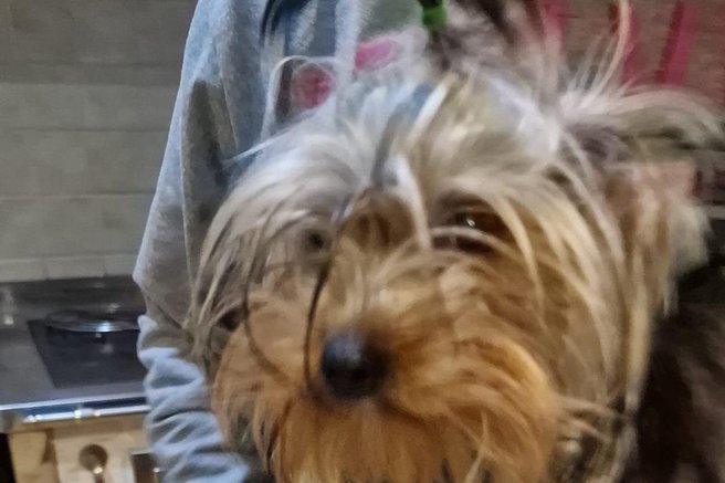 živali pogrešan pes K9 iskanje pogrešanih - Slovenija