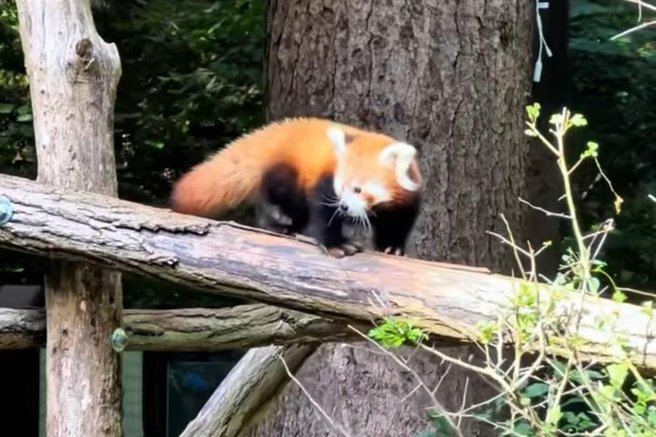 živali živalski vrt ZOO Ljubljana mačji panda mladiček