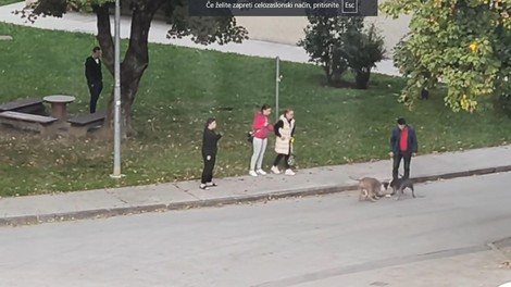 živali pes sprehod napad pitbull