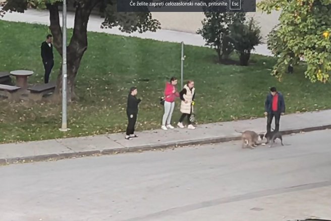 živali pes sprehod napad pitbull
