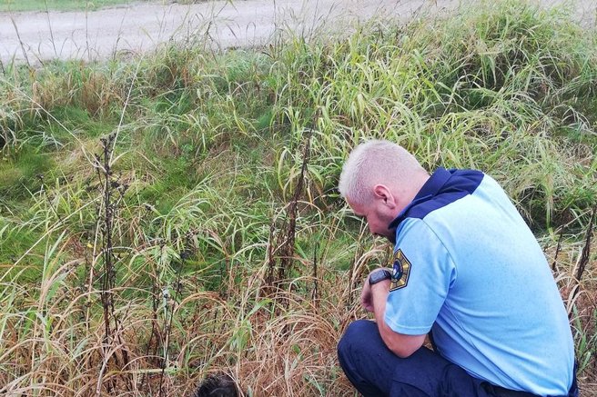 živali divji prašič divja svinja policija