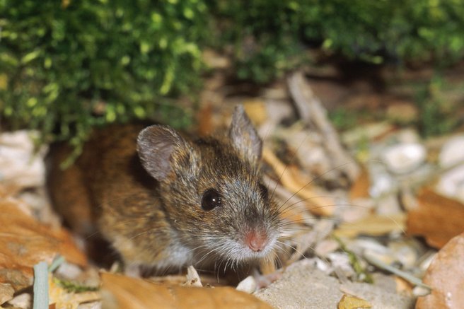 živali svetovni dan 4. oktober svetovni dan živali kače plazilci