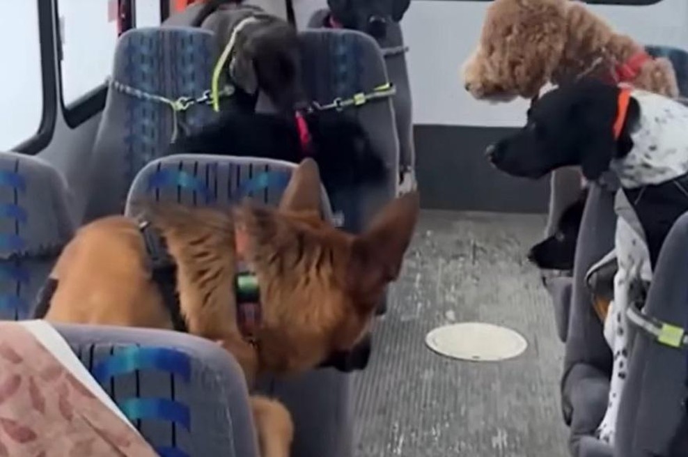 Spoznajte 'šolski' avtobus, ki pobira samo – kužke! (Poglejte ta posnetek) (foto: Youtube/posnetek zaslona)