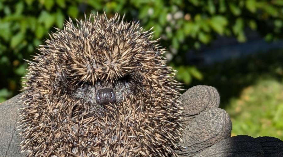 Ste na vrtu opazili ježka? To je največ, kar lahko ta trenutek storite zanj (foto: Š.Š.)
