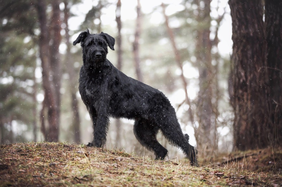 Priznani slovenski veterinarji opozorili na nevarnost, ki te dni grozi psom v gozdovih (smrtno nevarno!) (foto: Profimedia)