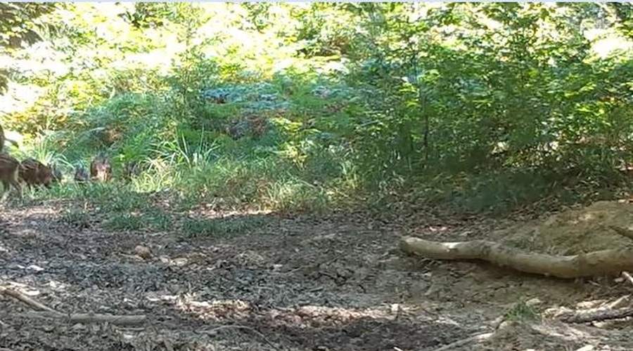 Skrita kamera razkrila čudovite prizore globoko iz kočevskega gozda (VIDEO) (foto: Kočevsko/Facebook/posnetek zaslona)