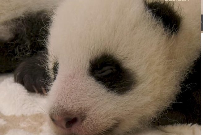 živali panda ranljiva vrsta ogrožena vrsta Berlin ZOO