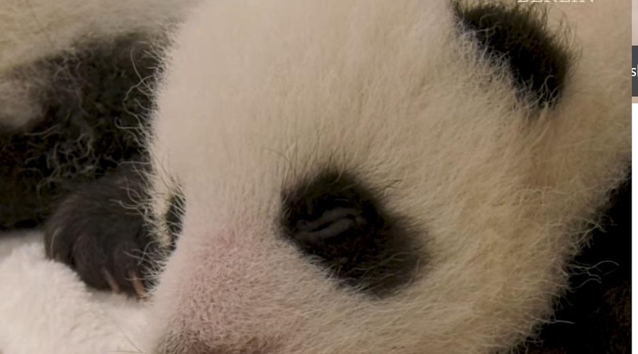V živalskem vrtu posneli trenutek, ko sta pandji dvojčici prvič odprli oči (poglejte ta posnetek) (foto: ZOO Berlin/Facebook)