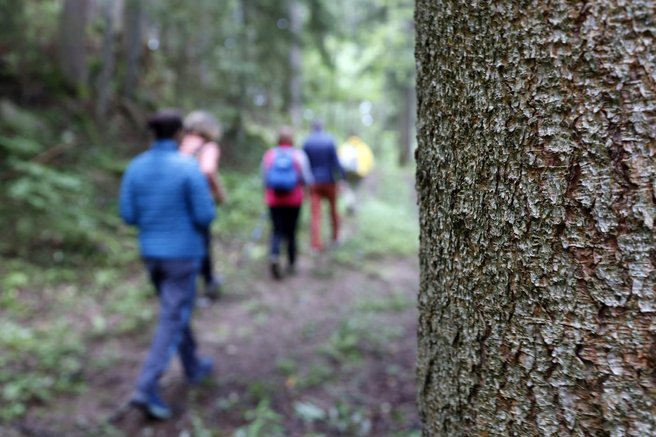 gozd sprehod sprehajalci