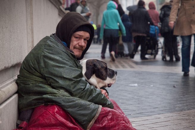 živali beračenje pes ulični pes