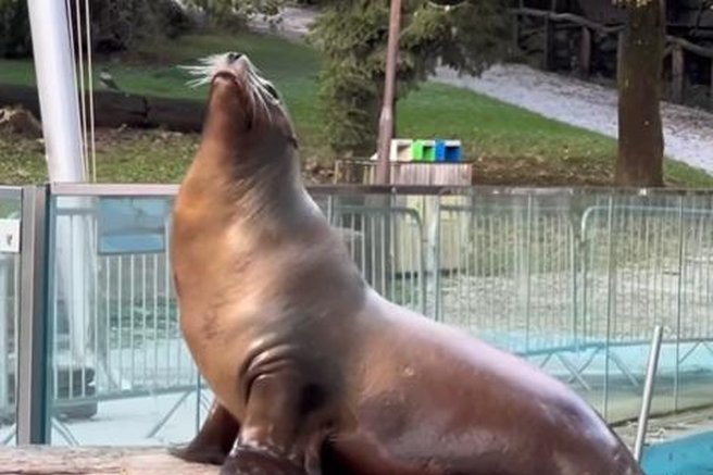 živali morski lev ZOO Ljubljana posnetek