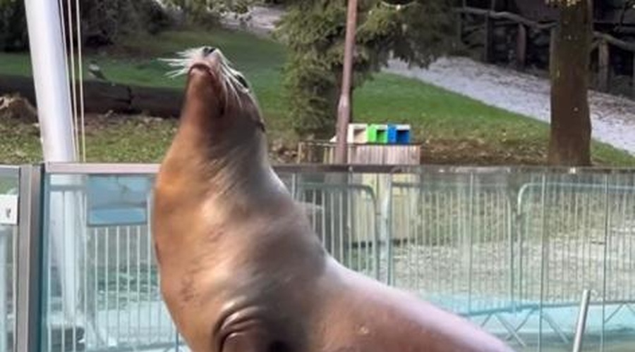 'Dvojna' osebnost morskih levov: in tudi tista druga je prisrčna (poglejte posnetek iz ZOO Ljubljana) (foto: ZOO Ljubljana/Facebook/posnetek zaslona)