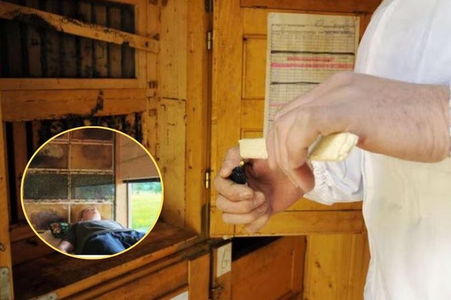cebelnjak apiterapija