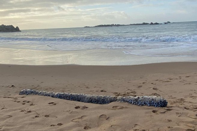 Ženska na plaži opazila nekaj nenavadnega: ko je prišla bližje, ni mogla verjeti svojim očem (FOTO)