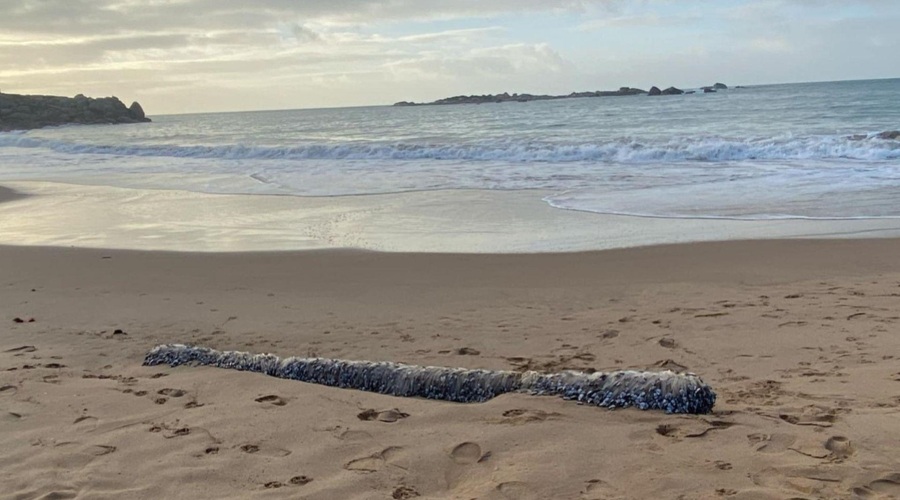 Ženska na plaži opazila nekaj nenavadnega: ko je prišla bližje, ni mogla verjeti svojim očem (FOTO) (foto: Facebook/Vicki Evans)