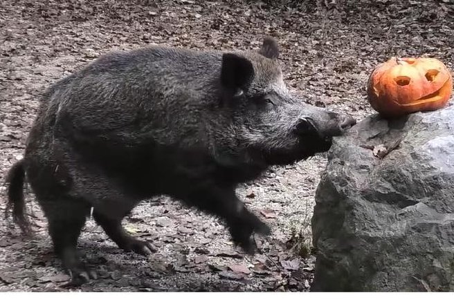 živali ZOO Ljubljana buče bučne zabava
