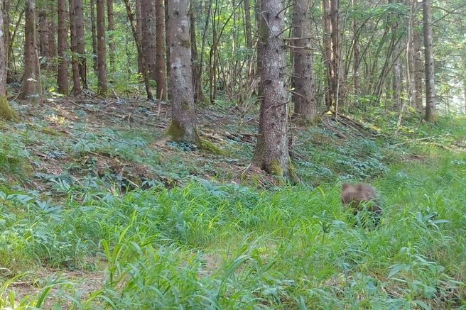 živali medved Kočevje gozdovi skrita kamera