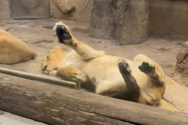 živali žalovanje ZOO Ljubljana lev levinja