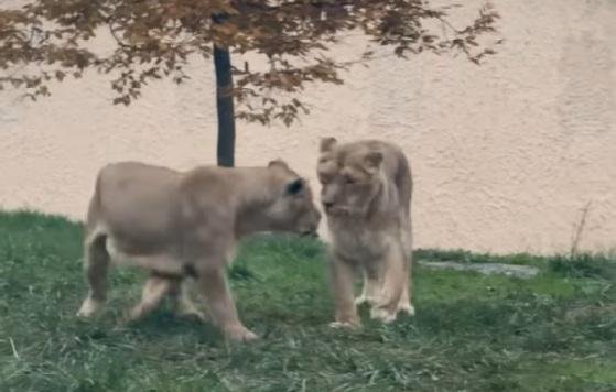 Čaja in Javeena sta se lepo ujeli.