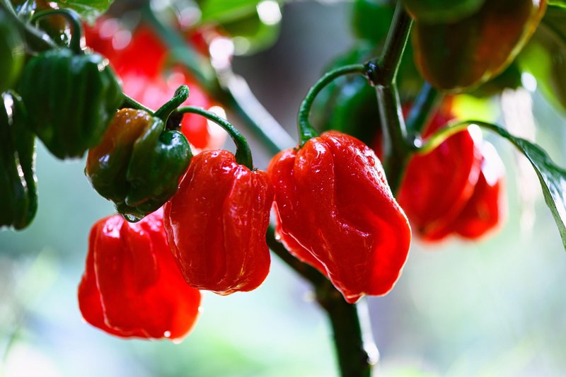 Paprika je odličen vir vitamina C.