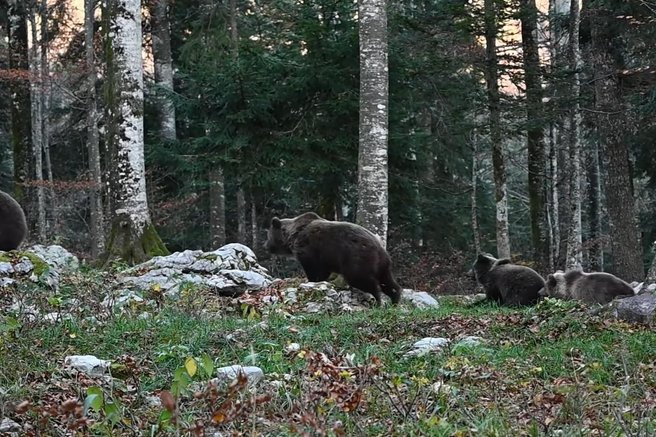 živali medved gozd Kočevje medvedka mladiči
