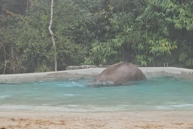 živali, ZOO Ljubljana slonica Ganga slon družba