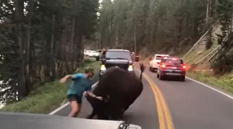 Moški izzival bizona, a ta mu ni ostal dolžan (poglejte posnetek!) (foto: Youtube/posnetek zaslona)