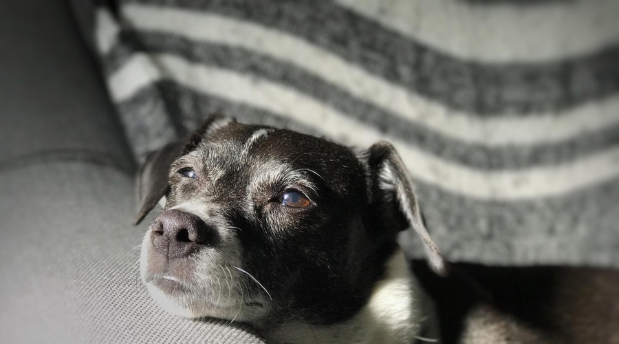 Veterinarka razkrila 6 zdravstvenih težav, ki ne uidejo nobenemu starejšemu psu (foto: Profimedia)