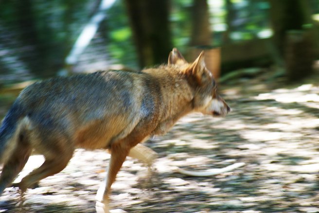 volk živali Slovenija zveri potovanje