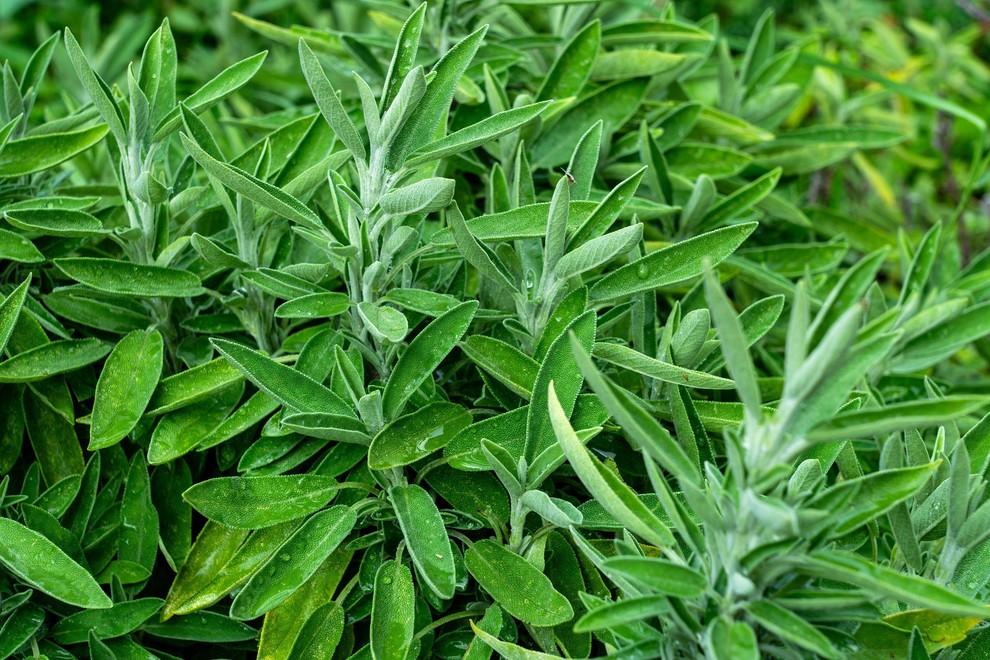 ŽAJBELJ Močen vonj žajblja je za mnoge prijeten, a miši ga ne marajo. Lahko ga posadite na vrtu ali v …