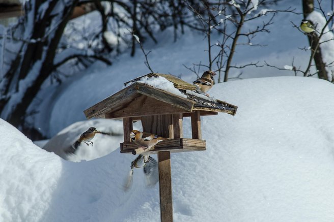 živali ptice zima mraz sneg belke