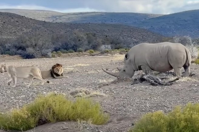 živali Afrika lev levinja nosorog napad
