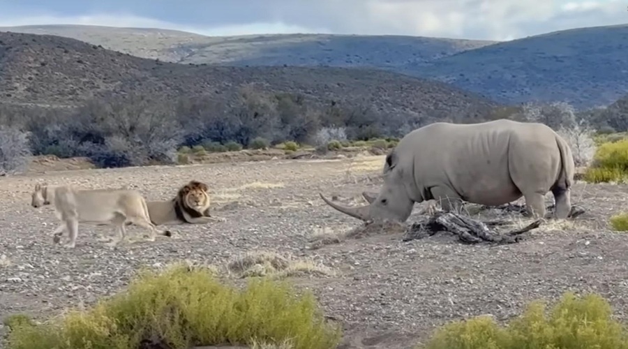 Lev in levinja sta napadla nosoroga, a ta jima ni ostal dolžan (VIDEO) (foto: Youtube/posnetek zaslona)