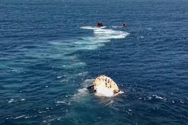 živali kit grbavec Južna Afrika ocean reševanje